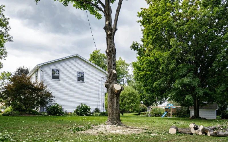 tree-removal-process