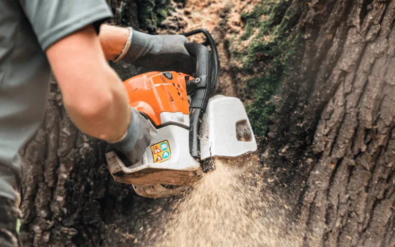 tree-service-cutting-down-tree-with-chainsaw